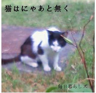 image-e13cc.jpg